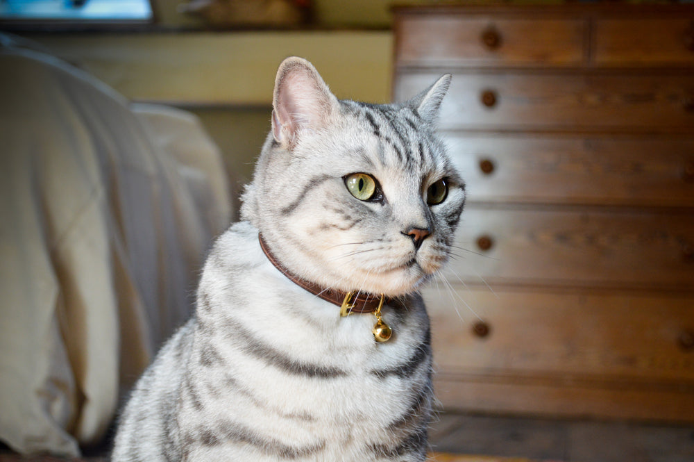 The Archive: Cornelius - Luxury Brown Cat Collar (Petite only)