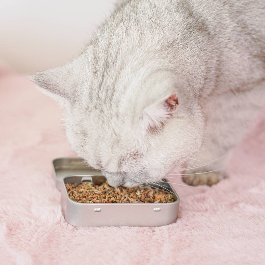 "Let them Eat Catnip!" Gift Tin with Dried British Catnip