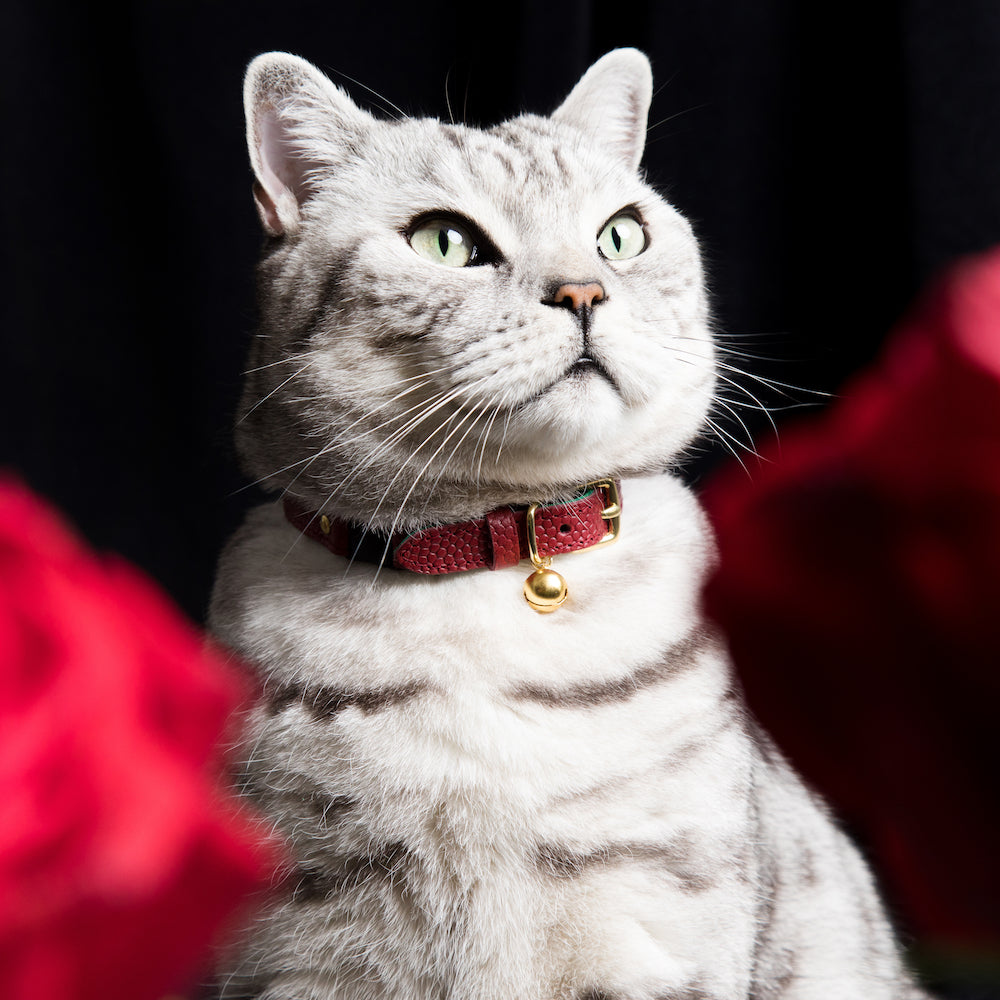 The 'Tsar' Caviar Cat Collar