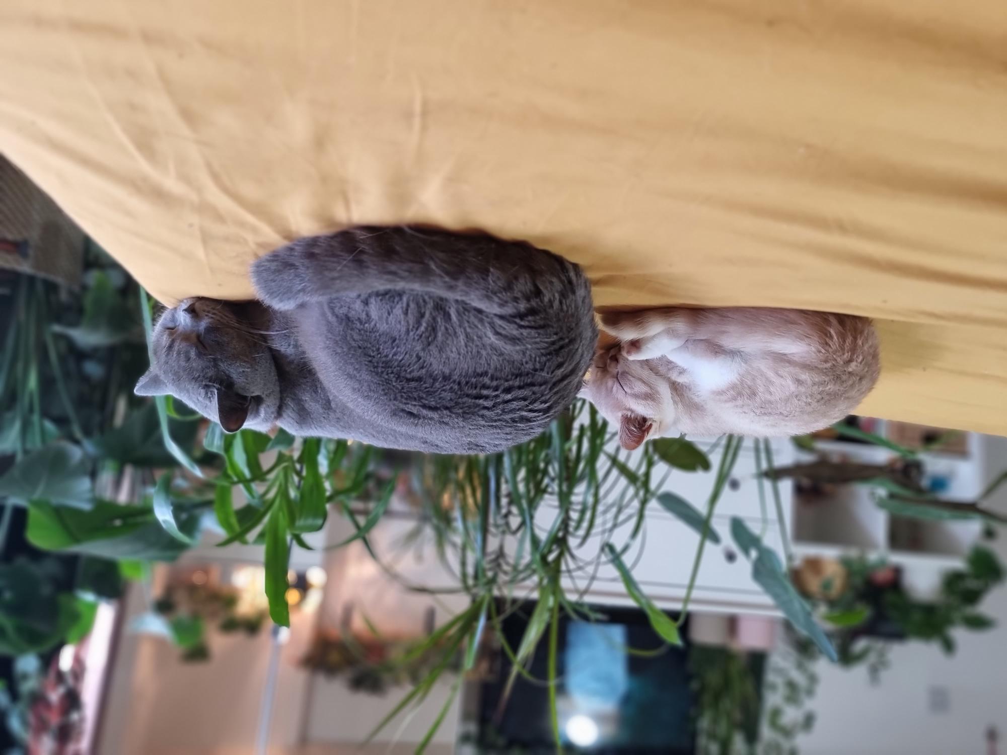 Cat Introduction Stories: Biggie & Mac