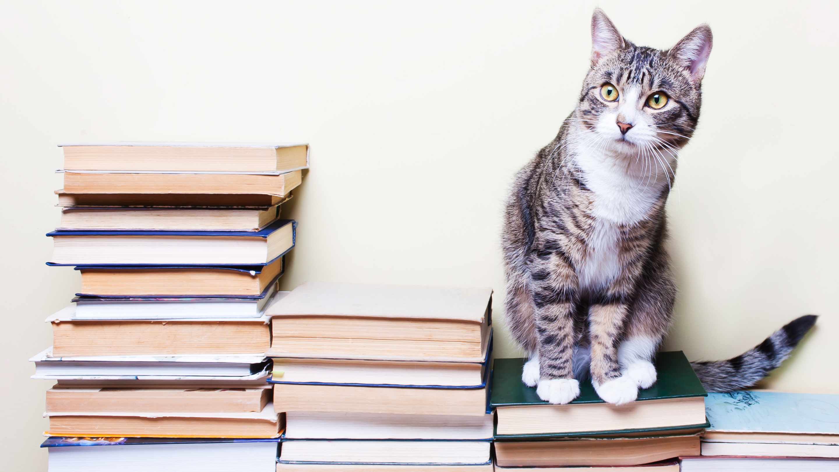 Cheshire & Wain's Favourite Famous Cat Quotes