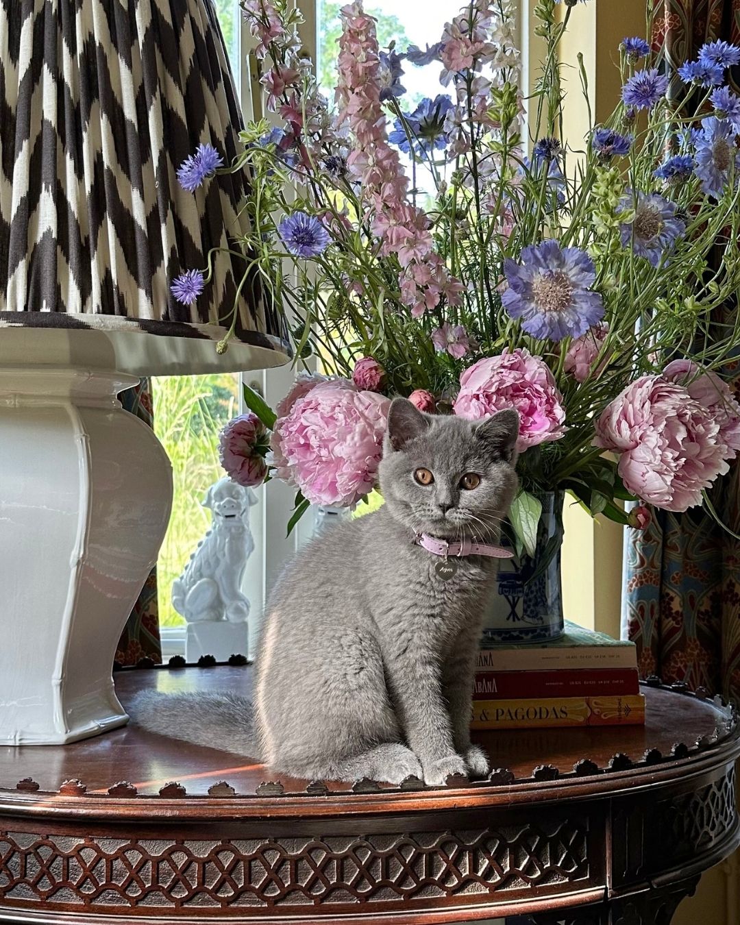 Meet Agnes the Cat | Cheshire & Wain Cat of the Month
