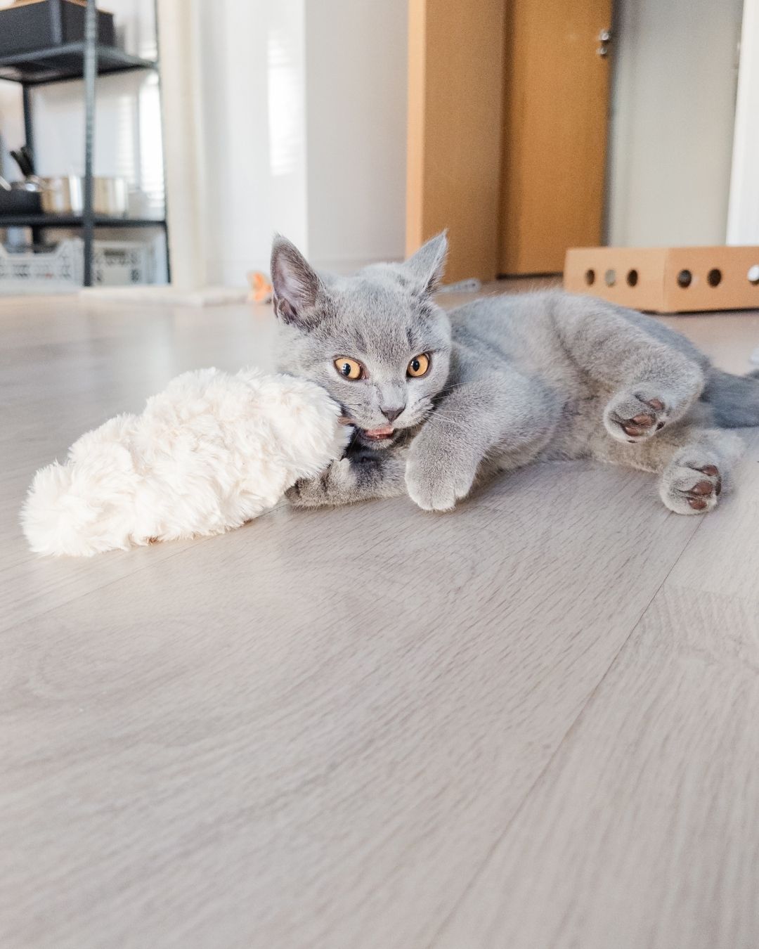 Meet Alba | Cheshire & Wain Cat of the Month