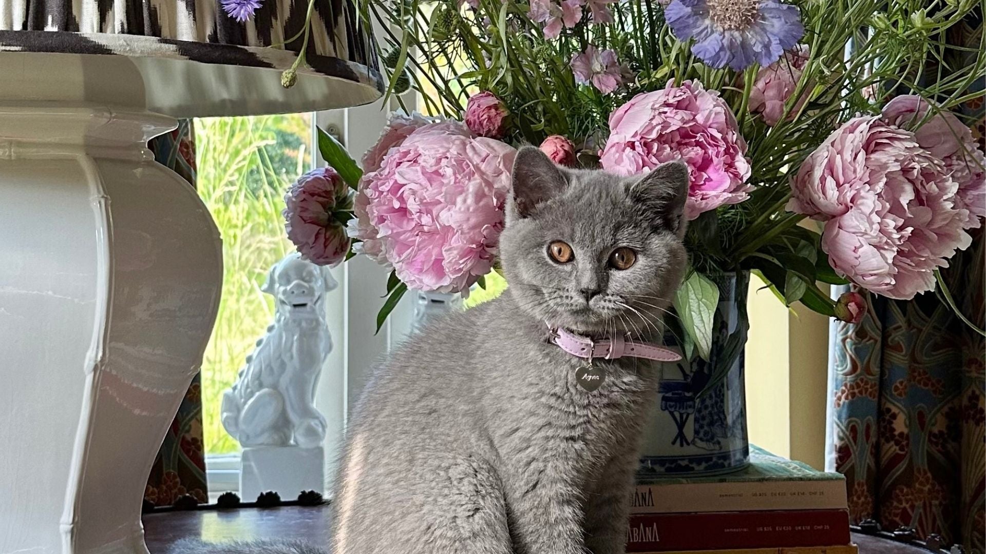 Cheshire & Wain's Summer Top Meowdel Results!