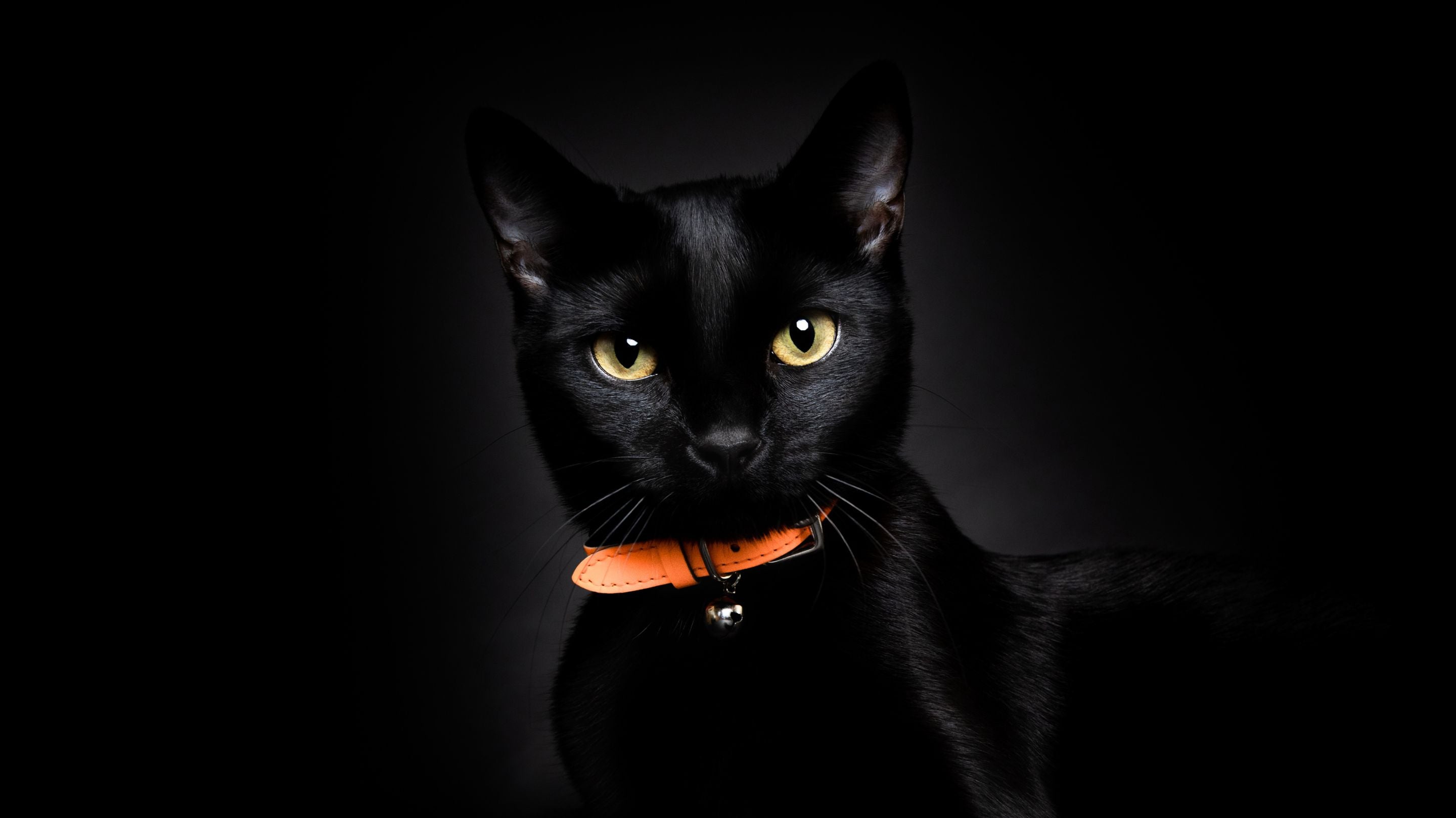 How to Choose the Safest Collar for Your Cat with Cheshire & Wain