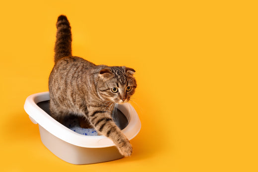 How to Choose the Right Cat Litter | 6 Biodegradable Options