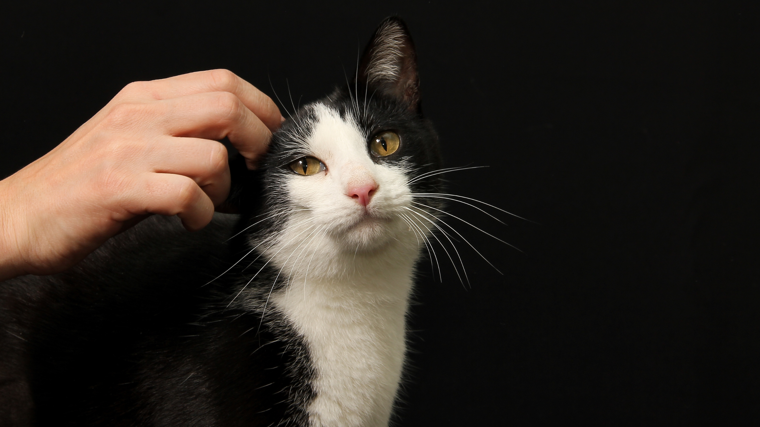 The Healing Power of Cat Companionship: How Cats Benefit Our Mental Health