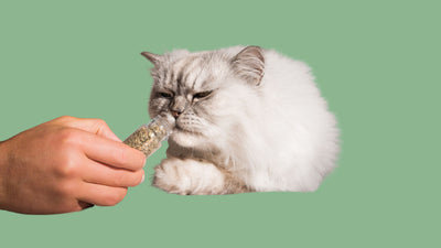 What is Catnip? And why does my cat love it?