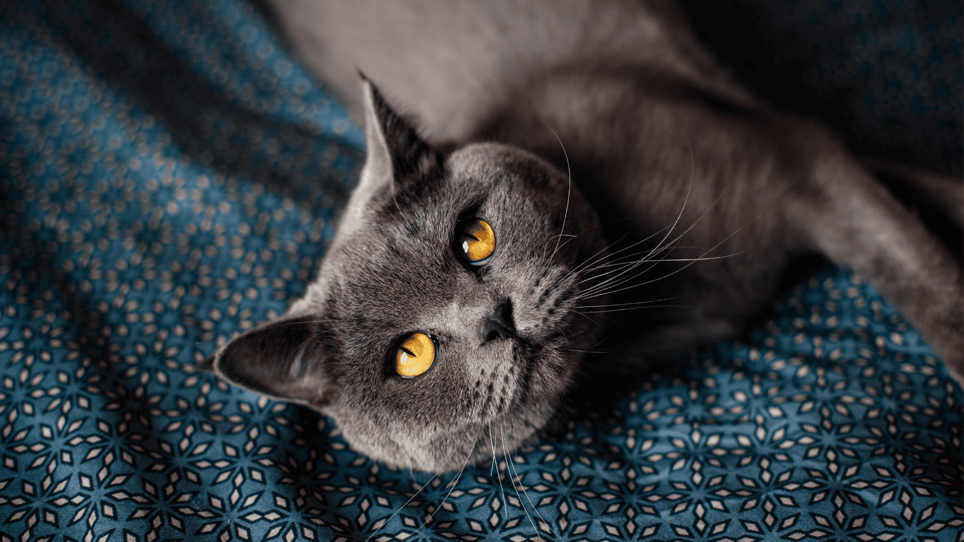 Cat History: The Enduring Charm of the British Shorthair | Kathryn Hughes