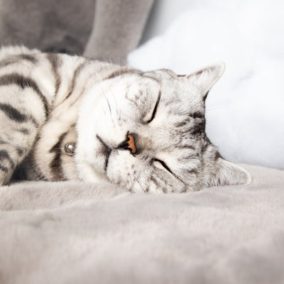 Let sleeping cats lie | Why does my cat sleep so much?