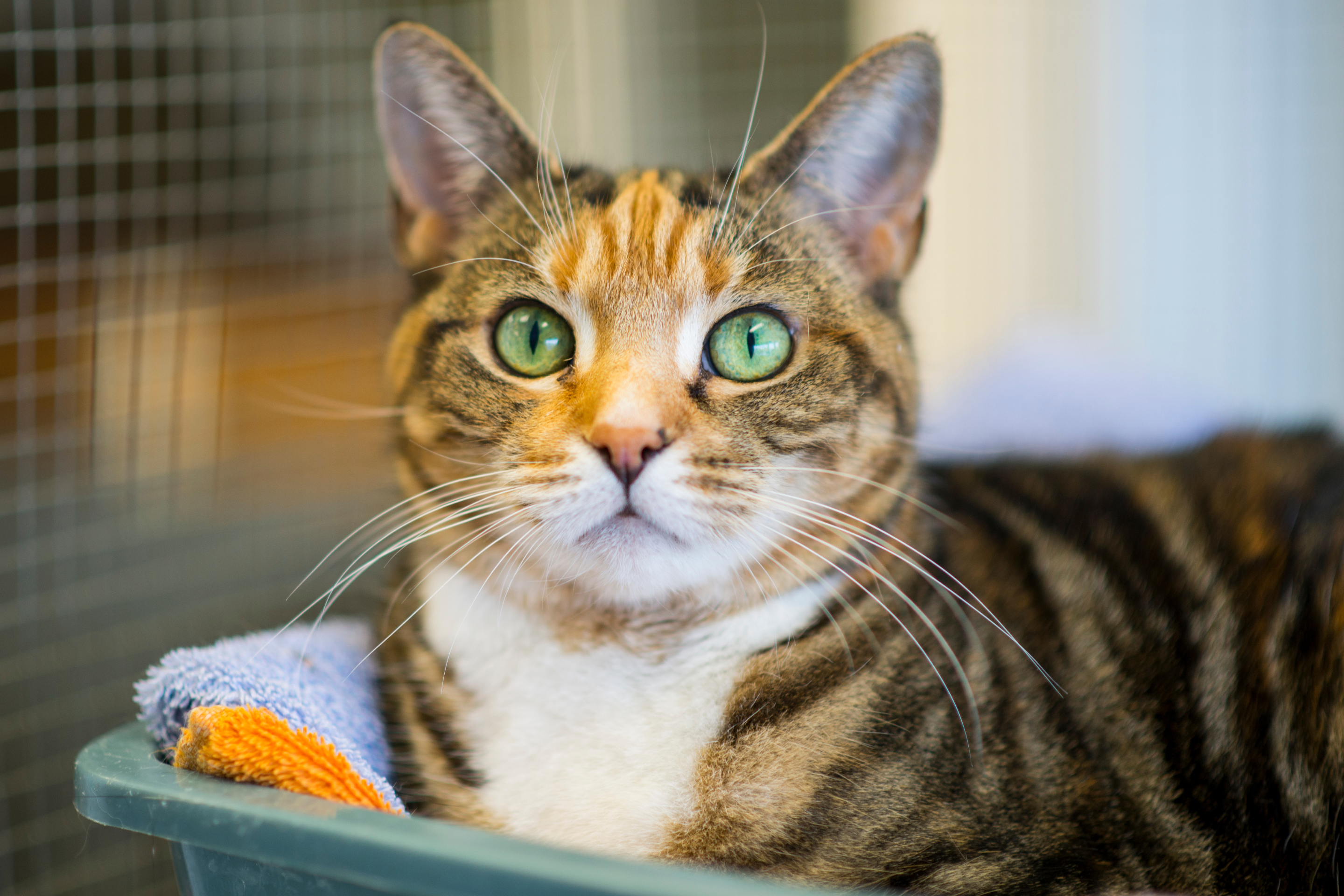 Everything you need to know about adopting a cat
