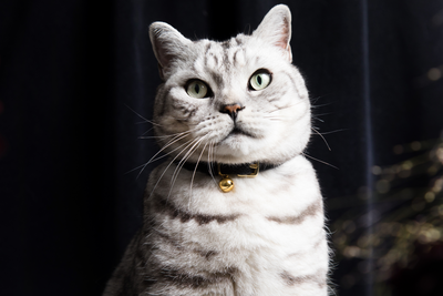 Everything you need to know about putting a bell on your cat’s collar