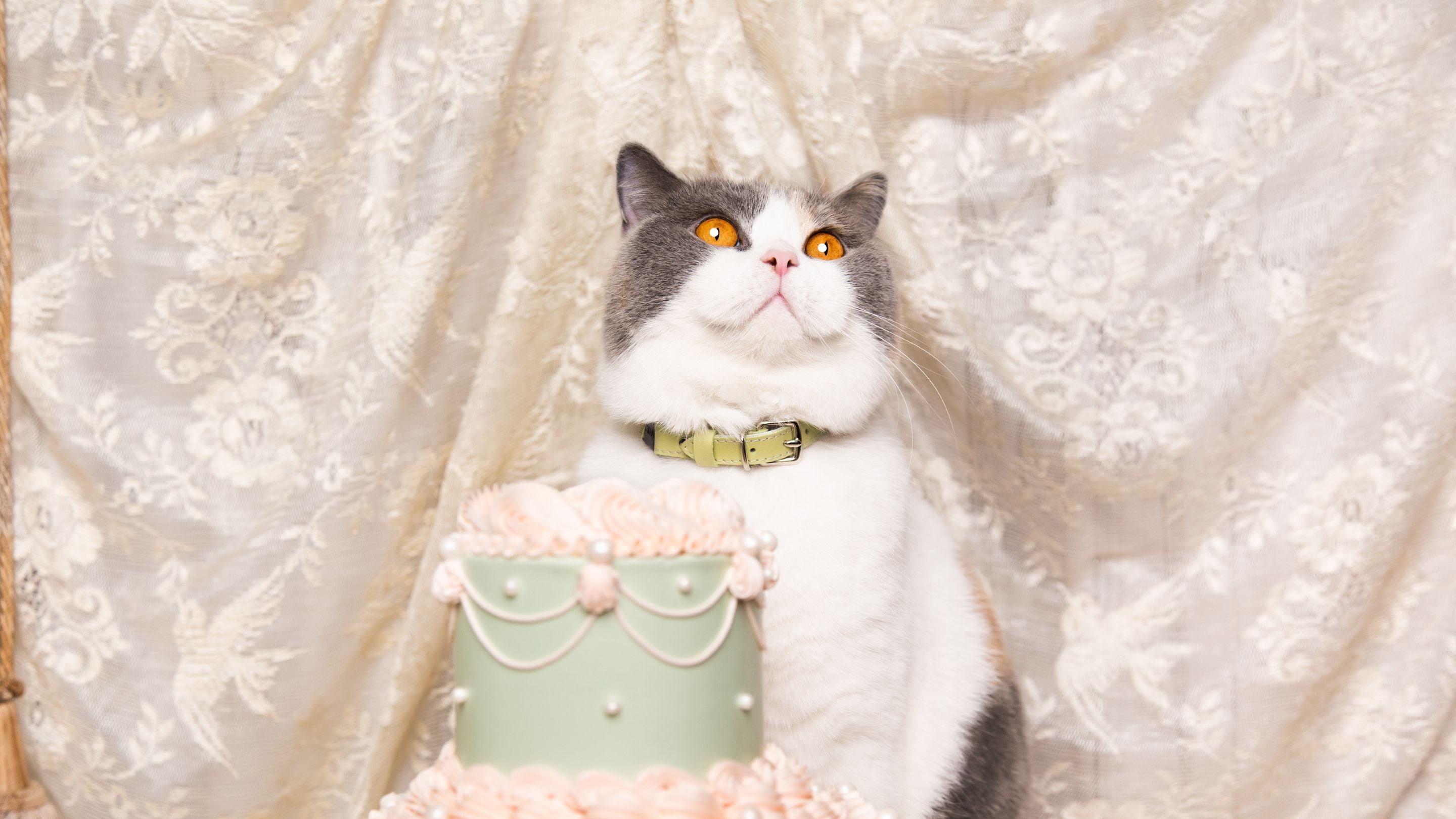 10 Years of Luxury for Cats at Cheshire & Wain