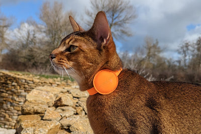 Using an Apple AirTag to Track your Cat? What are the Pros and Cons?