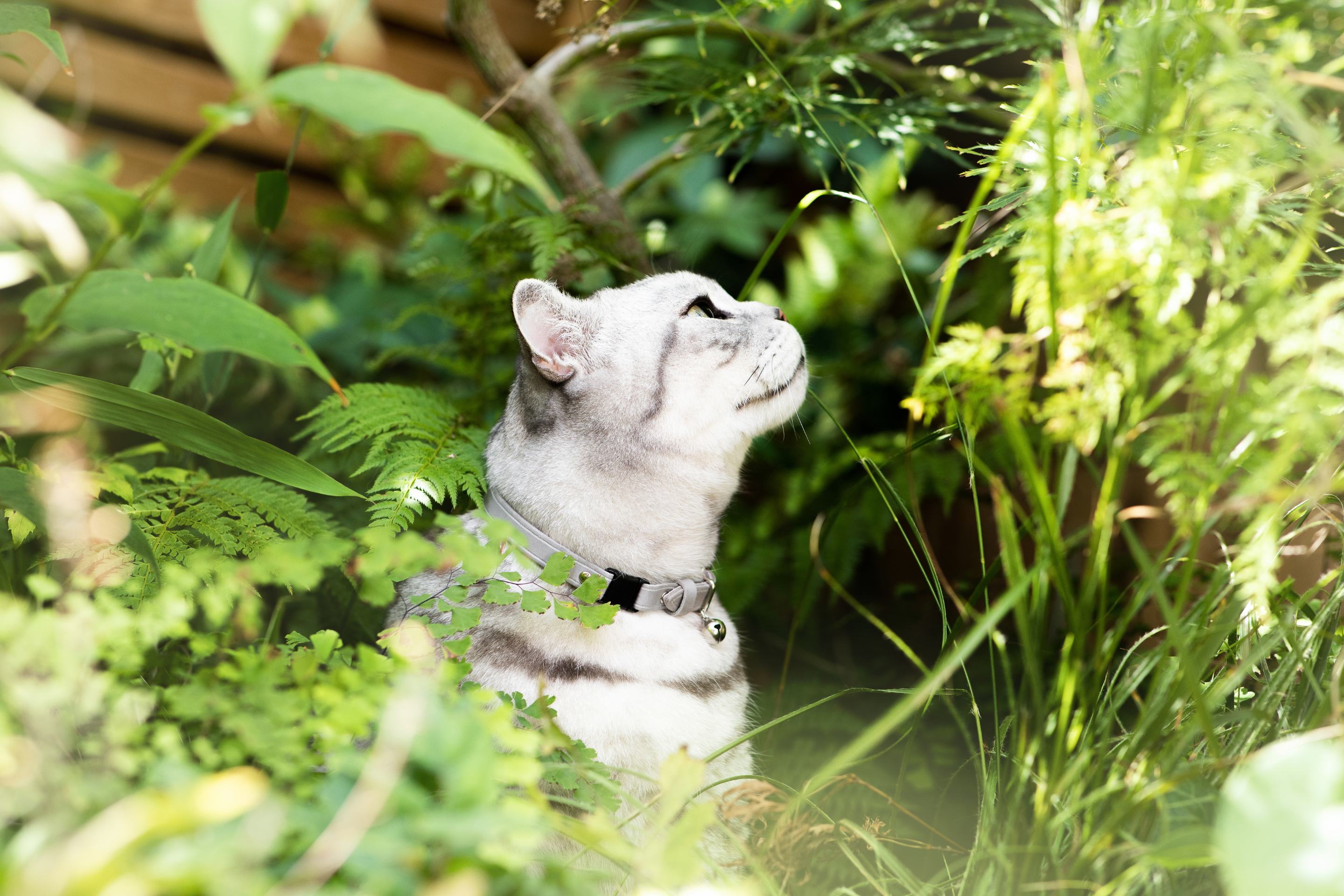 5 Ways to Keep an Outdoor Cat Safe, Top Tips from Cheshire & Wain