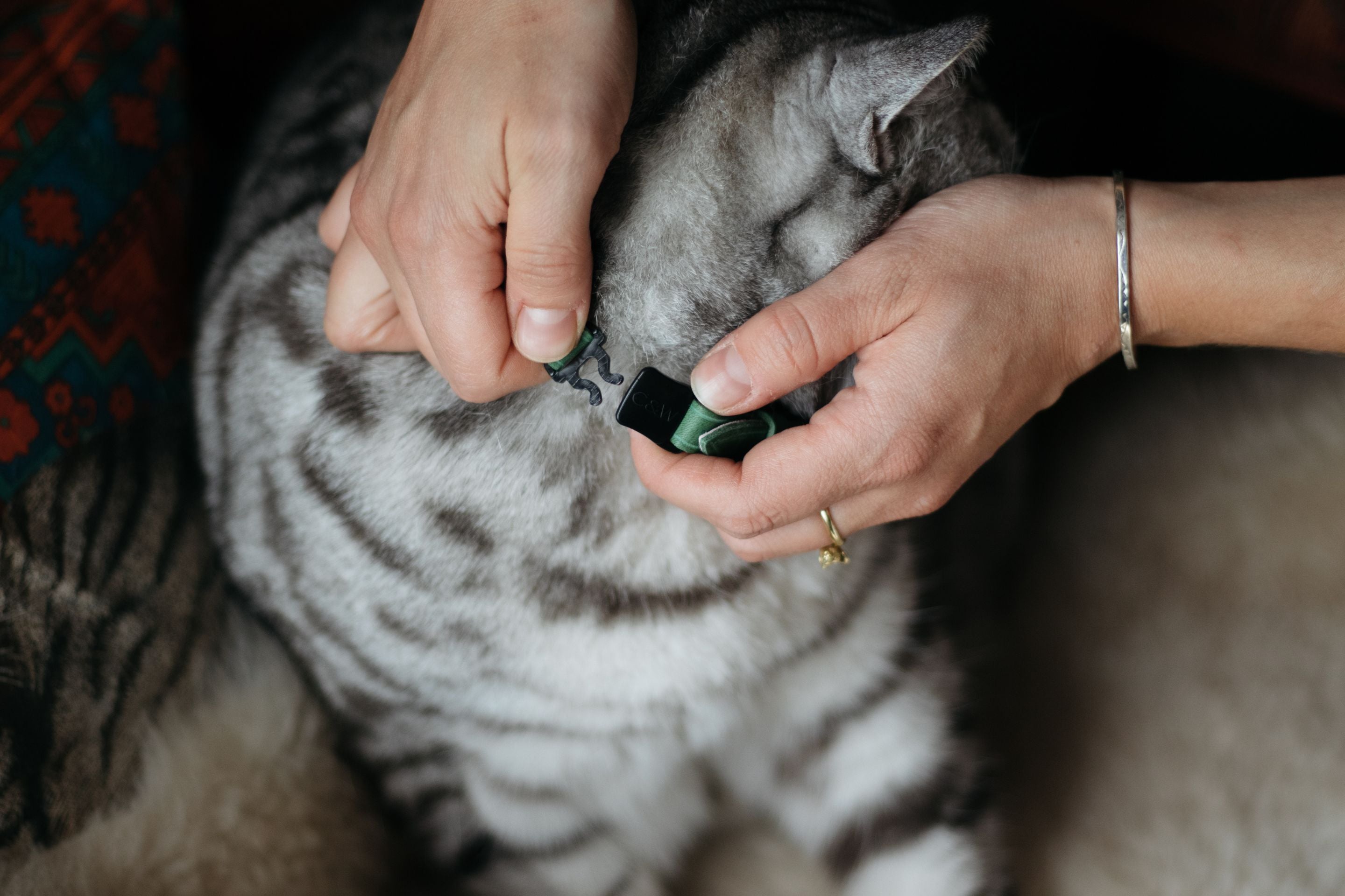 What are breakaway cat collars and how do they work?