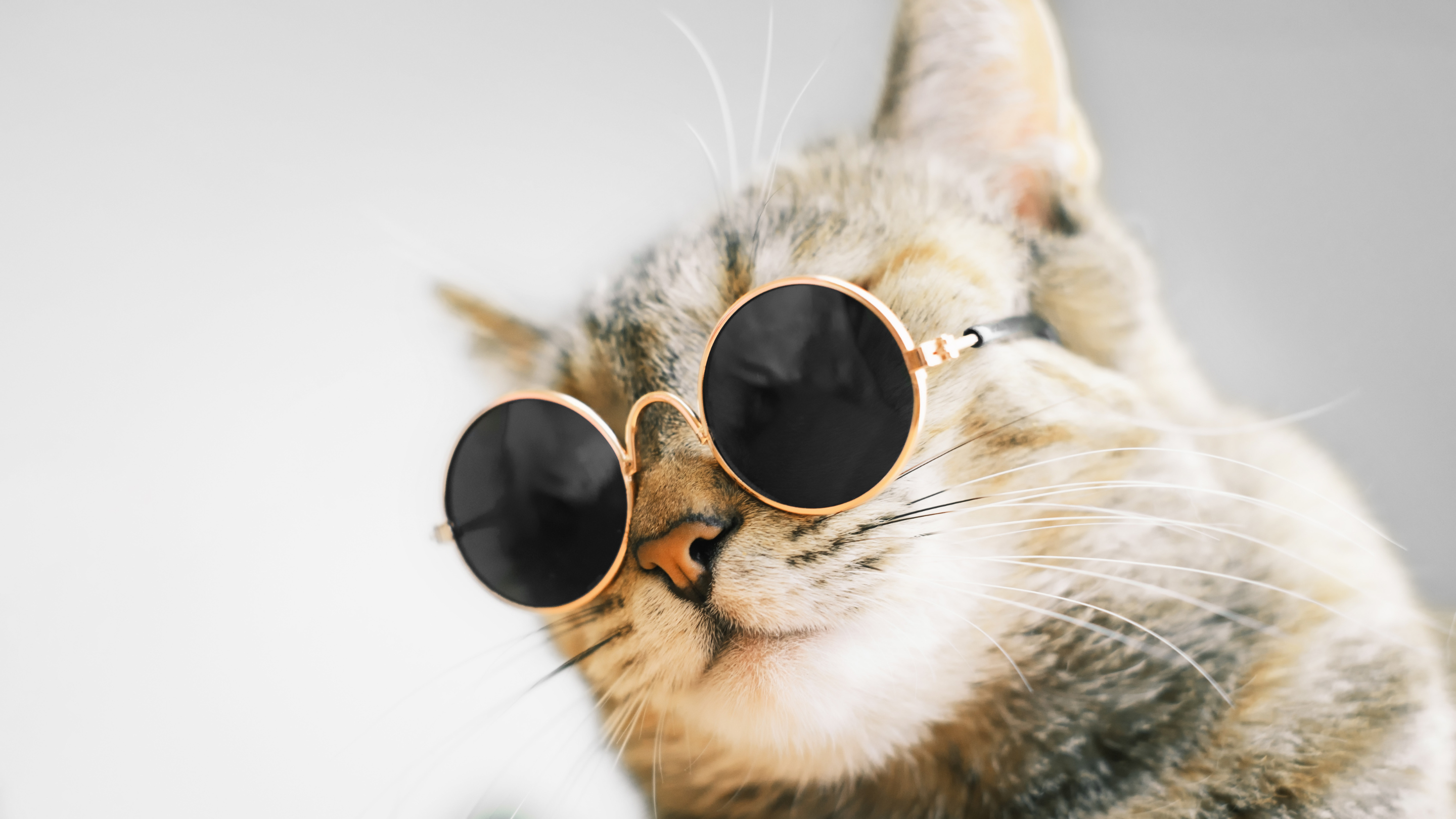 Cat trends