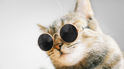 Cats in fashion and pop culture