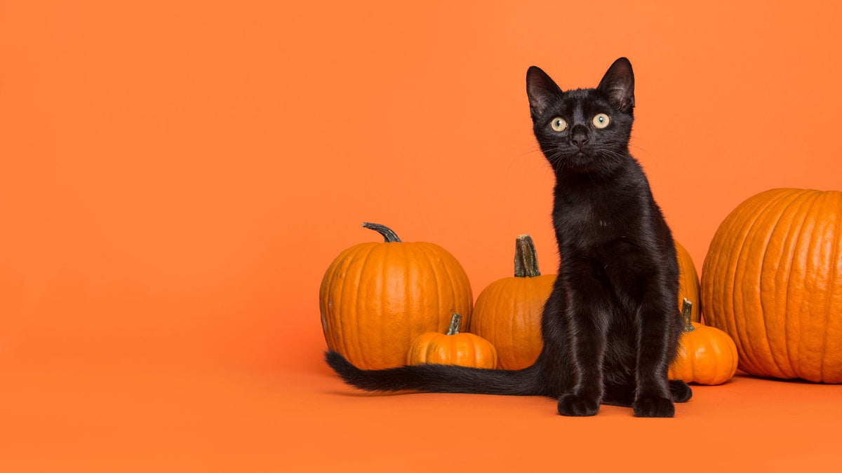 The Grimalkin: A Halloween Cat Tale