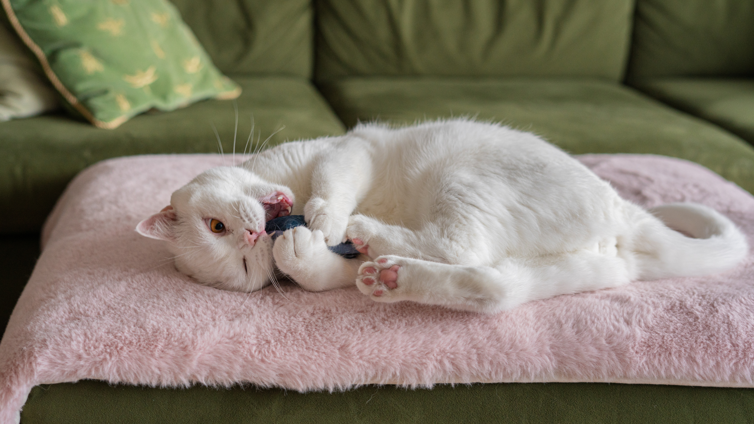 9 Cat Enrichment Ideas for a Stimulating Home with Cheshire & Wain