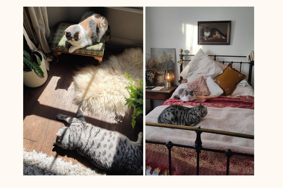 How to Create a Cat-Friendly Home with Cheshire & Wain