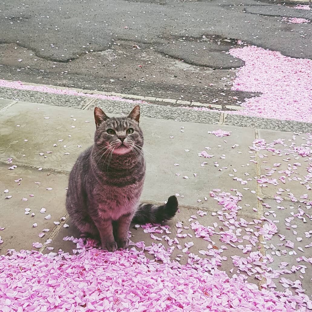 This Cat Flouted Lockdown To Frolic In Cherry Blossom And It's Exactly What We Need To See Right Now