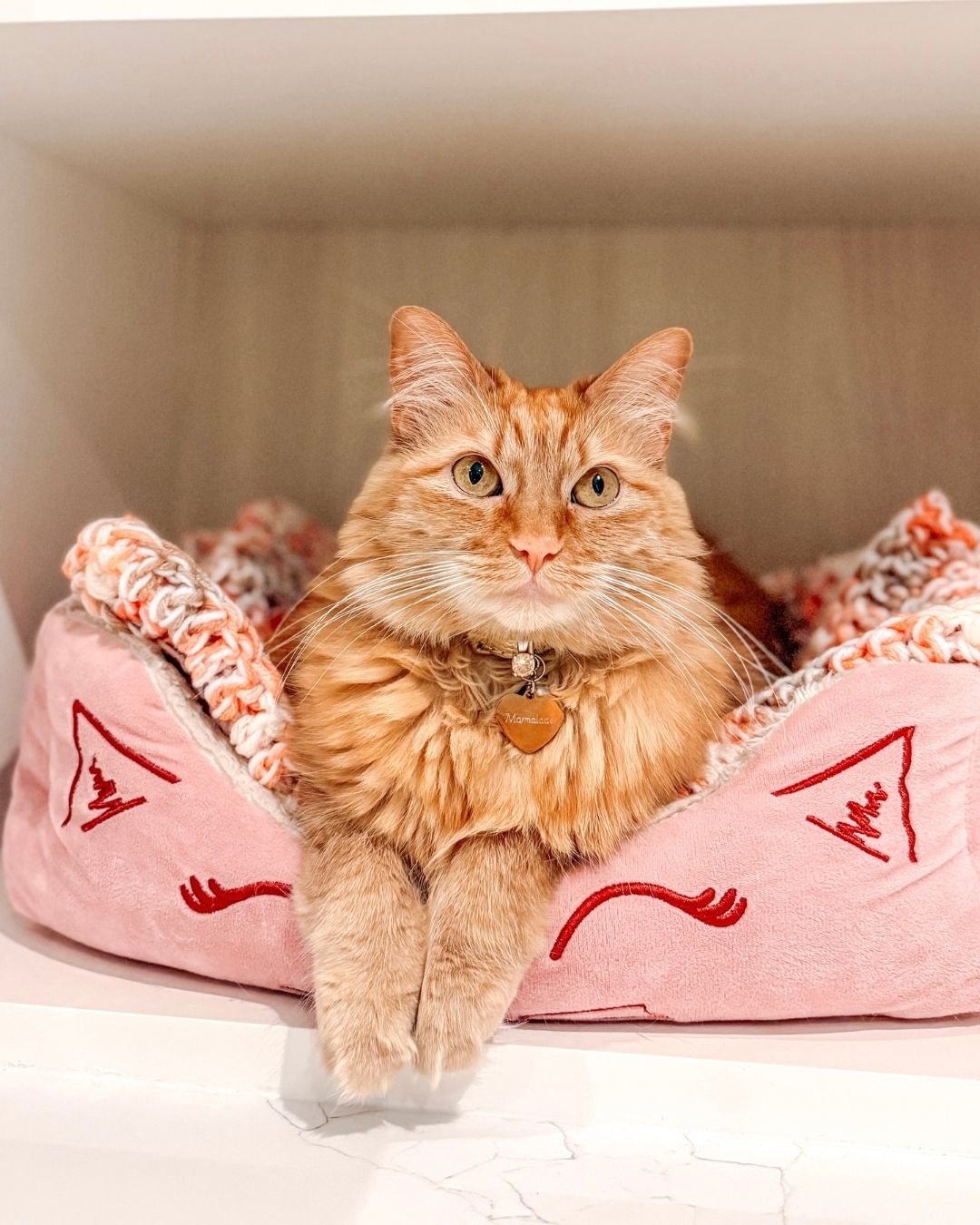 Meet Marmalade | Cheshire & Wain Cat of the Month