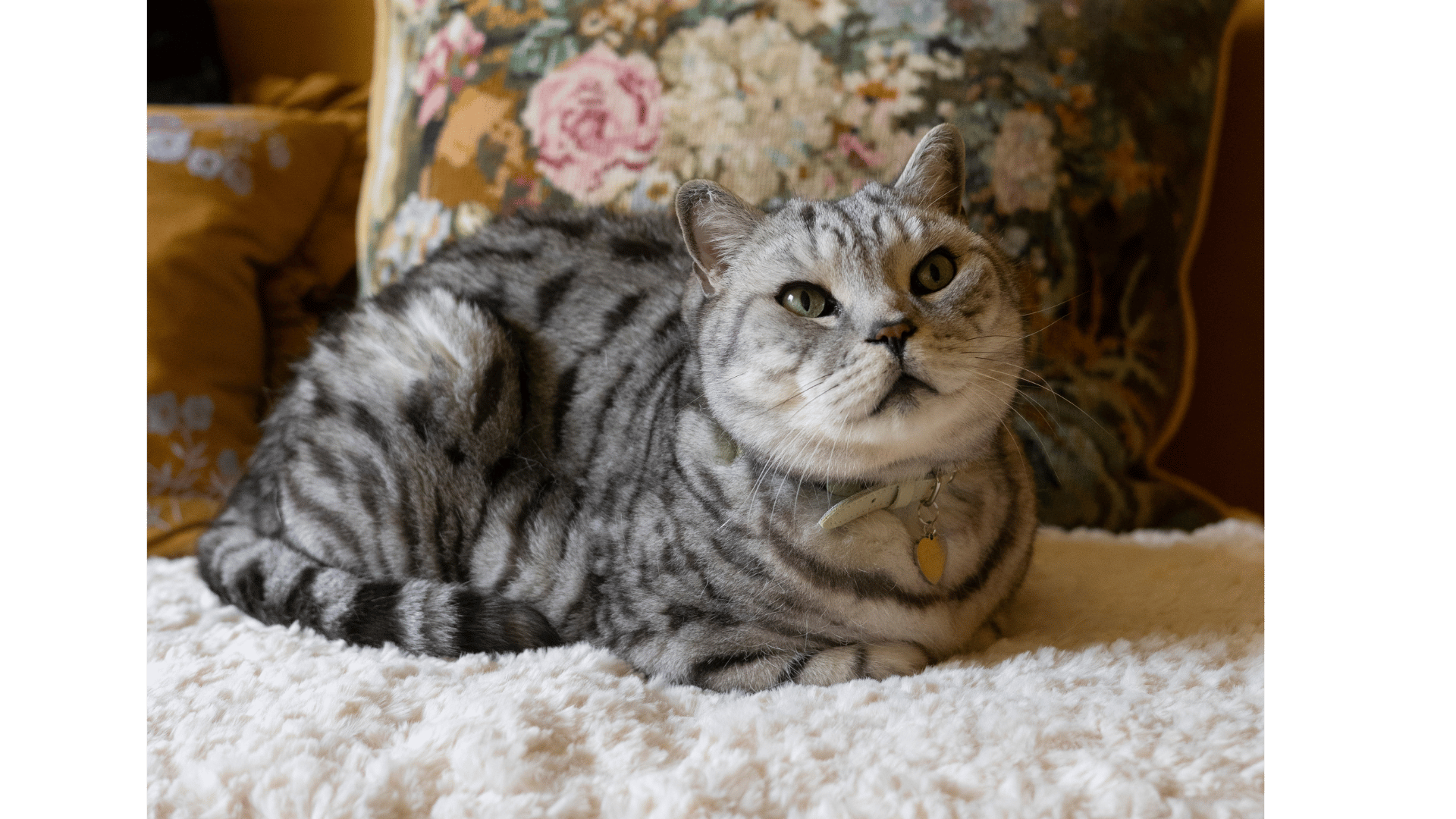 Percy