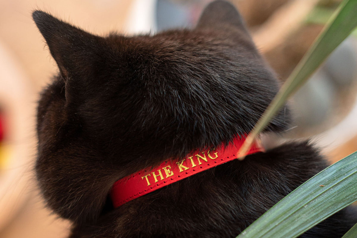 A Guide to Personalised Cat Collars with Cheshire & Wain