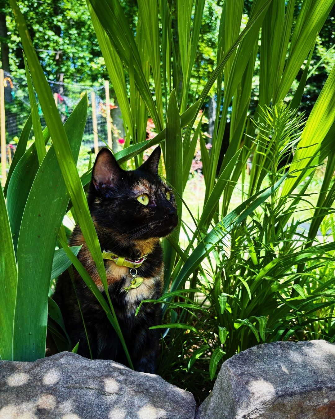 Meet Poppy | Cheshire & Wain Cat of the Month