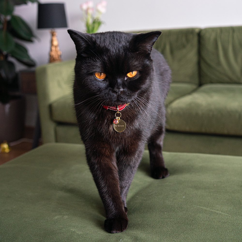 Meet Purrcival | Cheshire & Wain’s Mysterious Black Cat