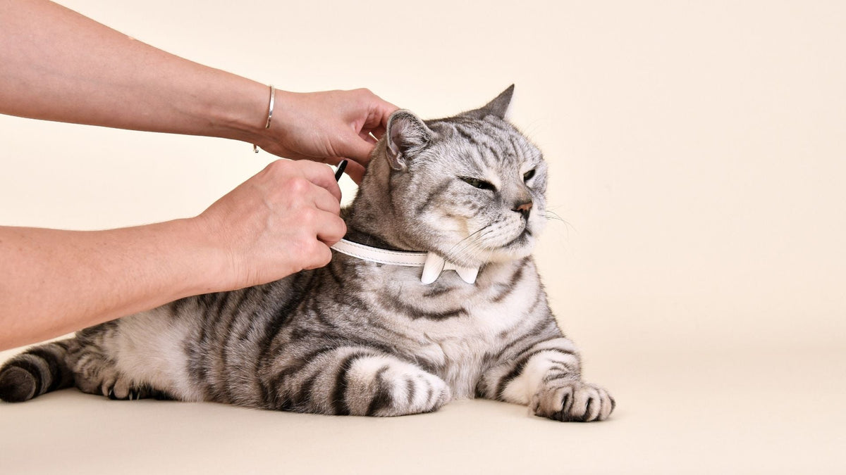 How to Introduce a Collar to a Cat with Cheshire & Wain