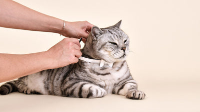 How to Introduce a Collar to a Cat That Has Never Worn One Before