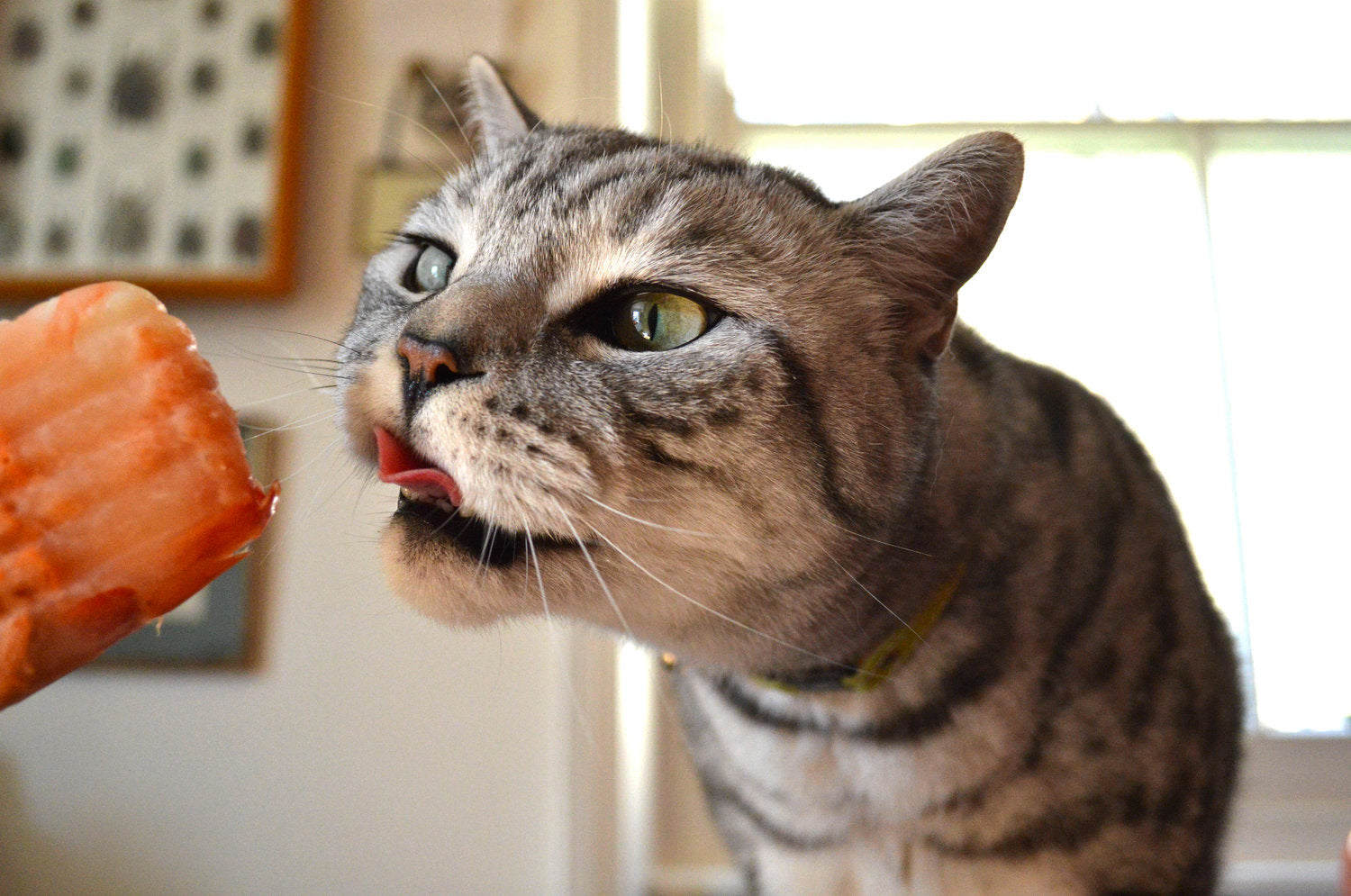 How to Keep Your Cat Cool During a Heatwave with Cheshire & Wain
