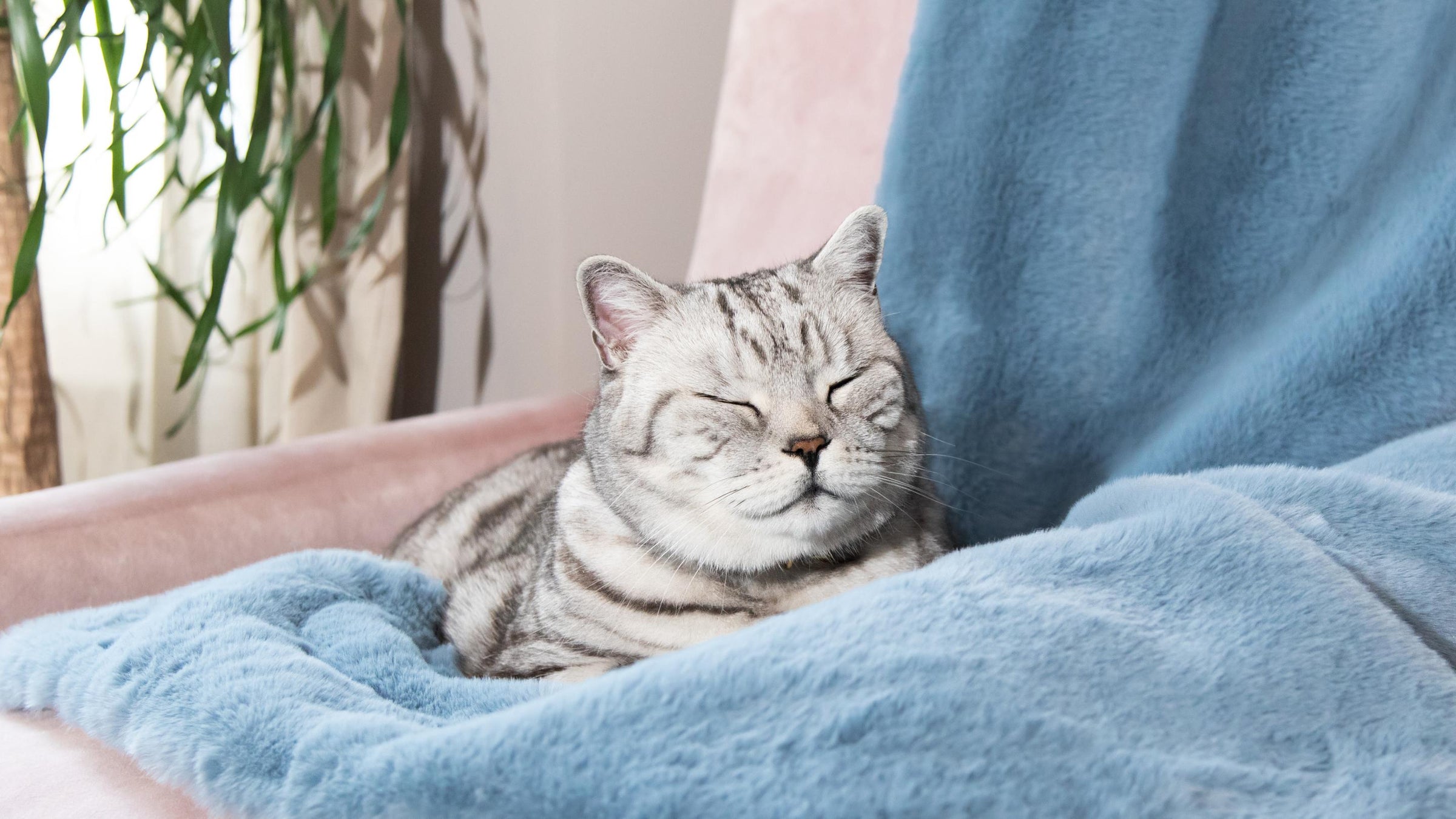 Cat Sleeping on furry blue blanket