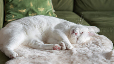 Cat Sleeping on furry blue blanket