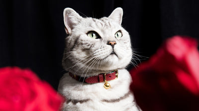 Cheshire & Wain Cat Collars Bestsellers