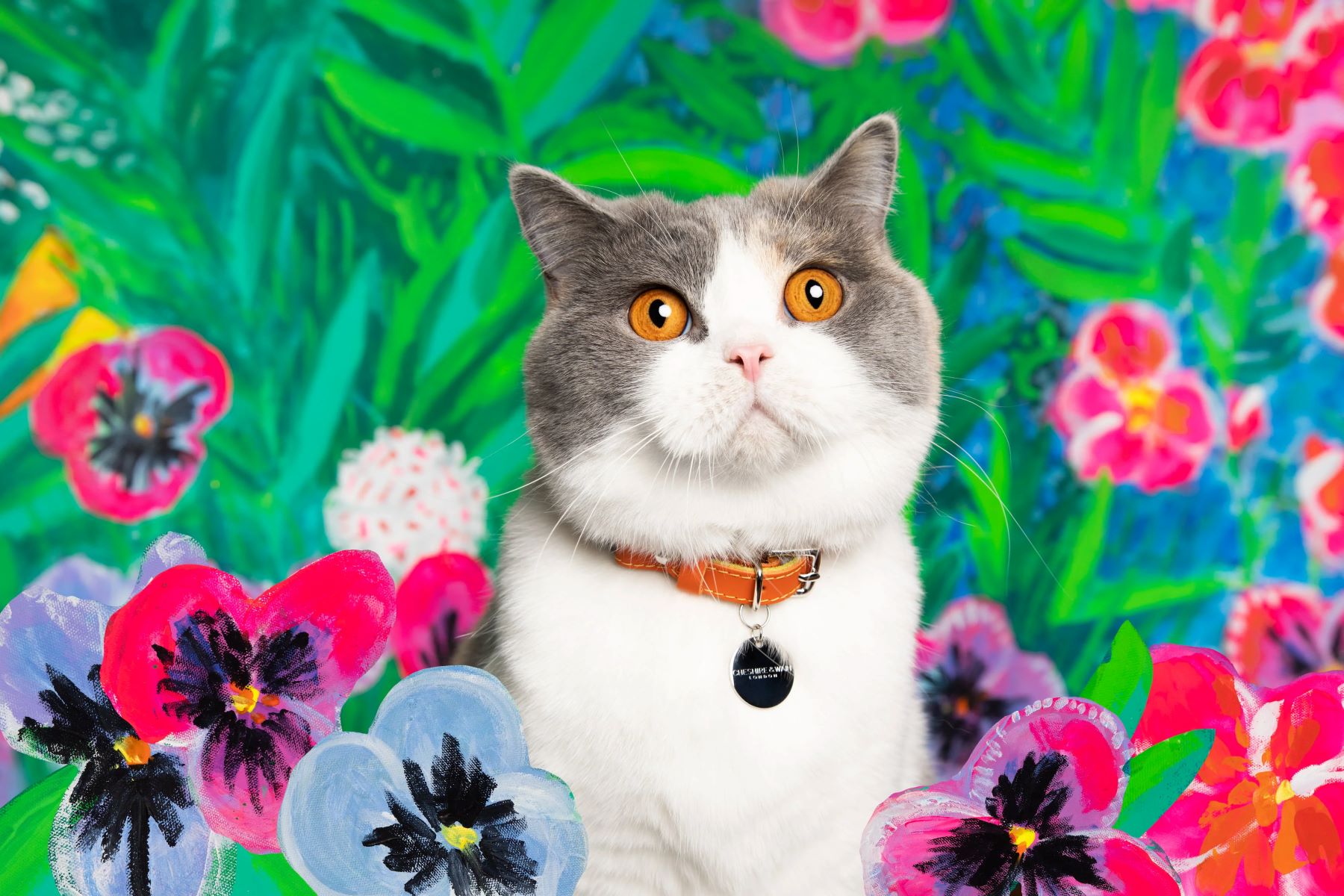 Cat Kitten Beautiful Profile Photo Picture pfp