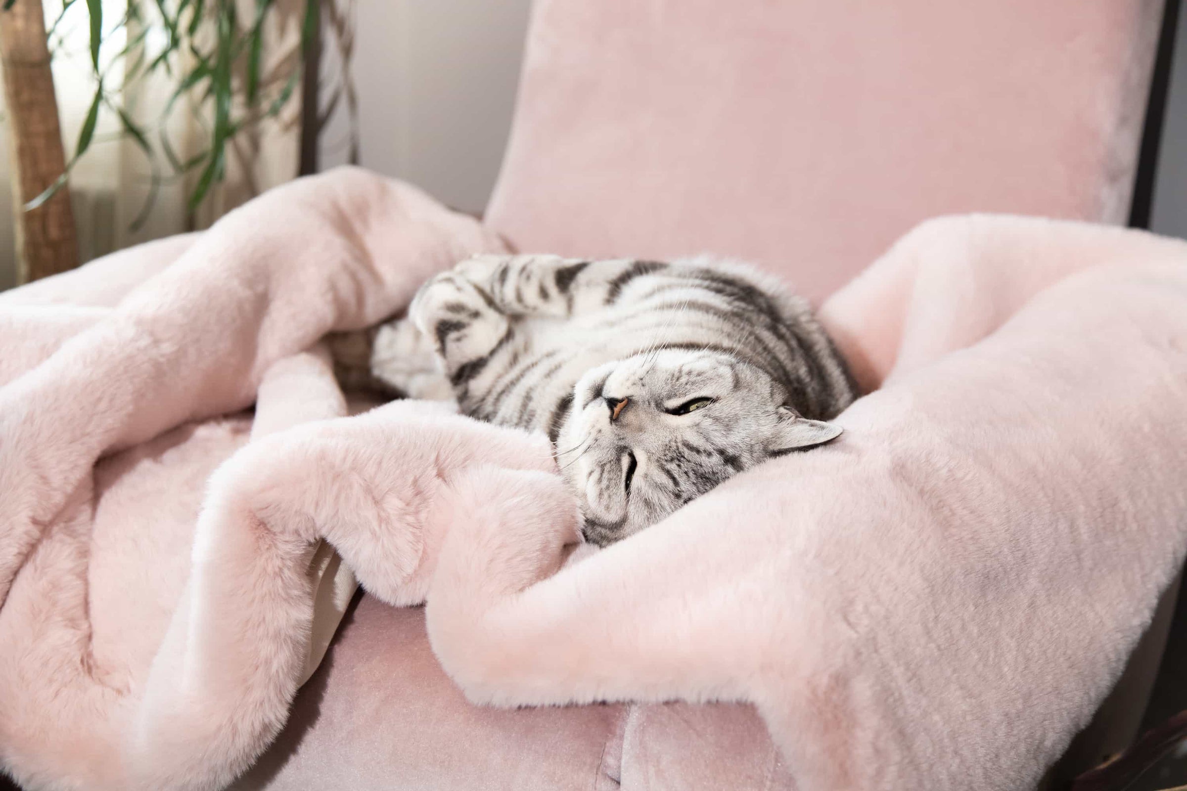 Cat Cloud® Throws