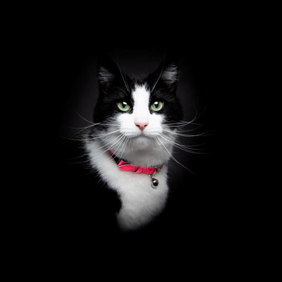 Reflective cat collar on black and white cat