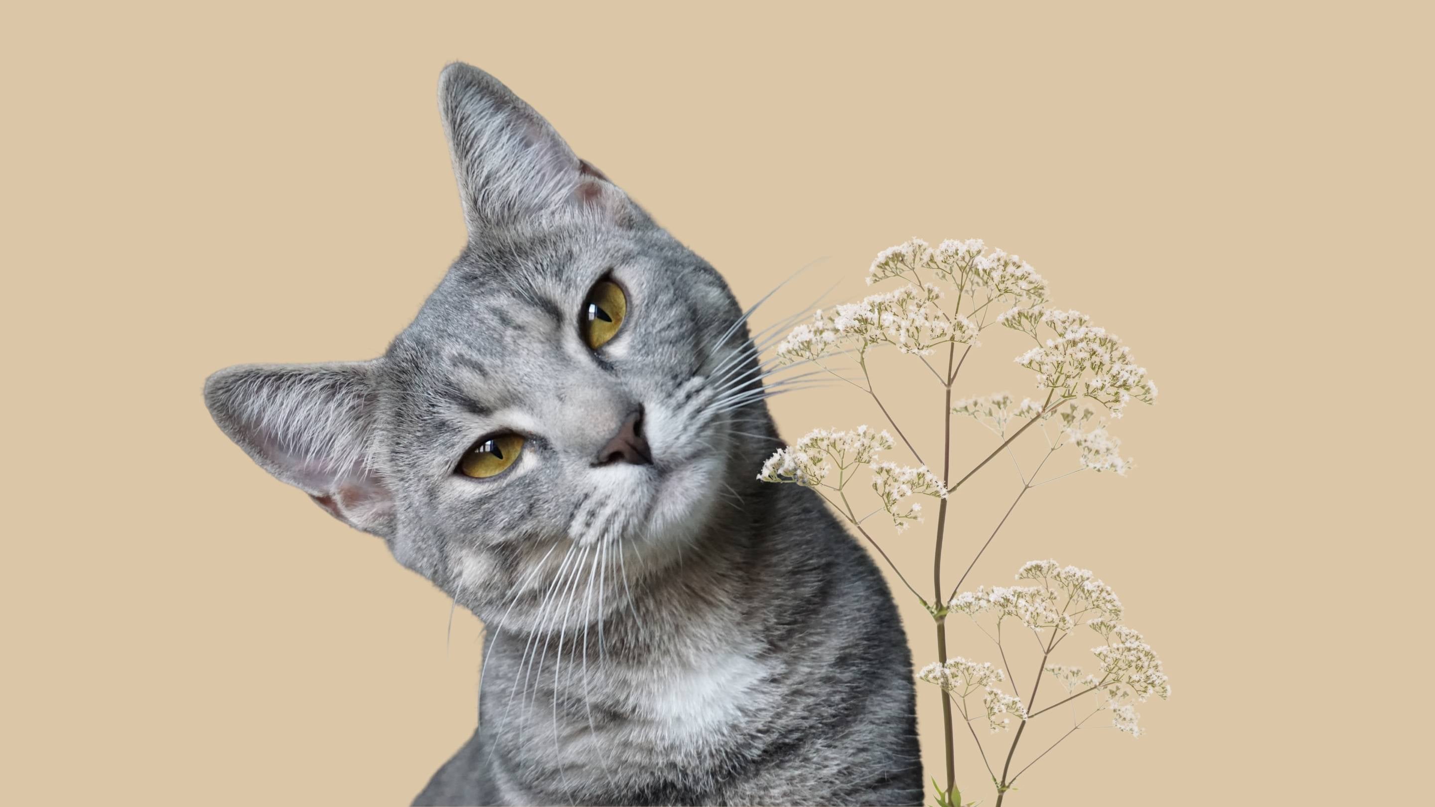 Root Cats Cheshire & Wain | Valerian Root Cat Toys