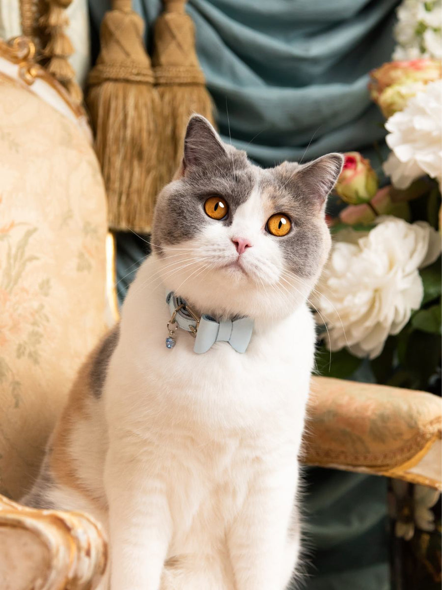 Best Designer Cat Collars That Are Cute and Safe Story - The