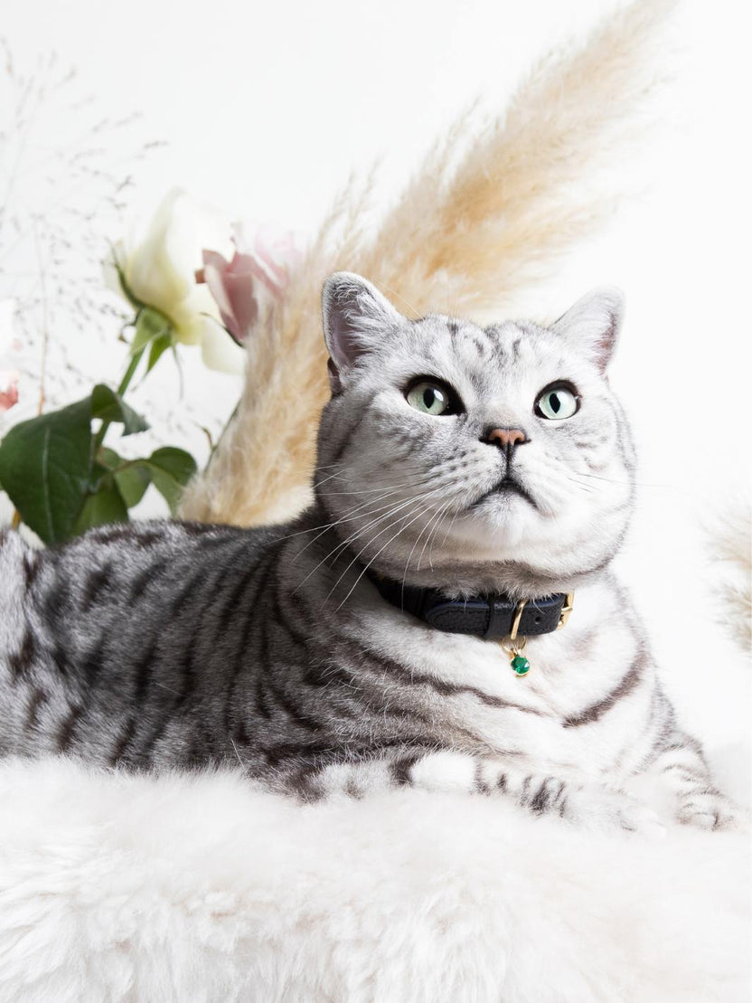 Cheshire & Wain Cat Collars Buy Breakaway Safety Collars Online