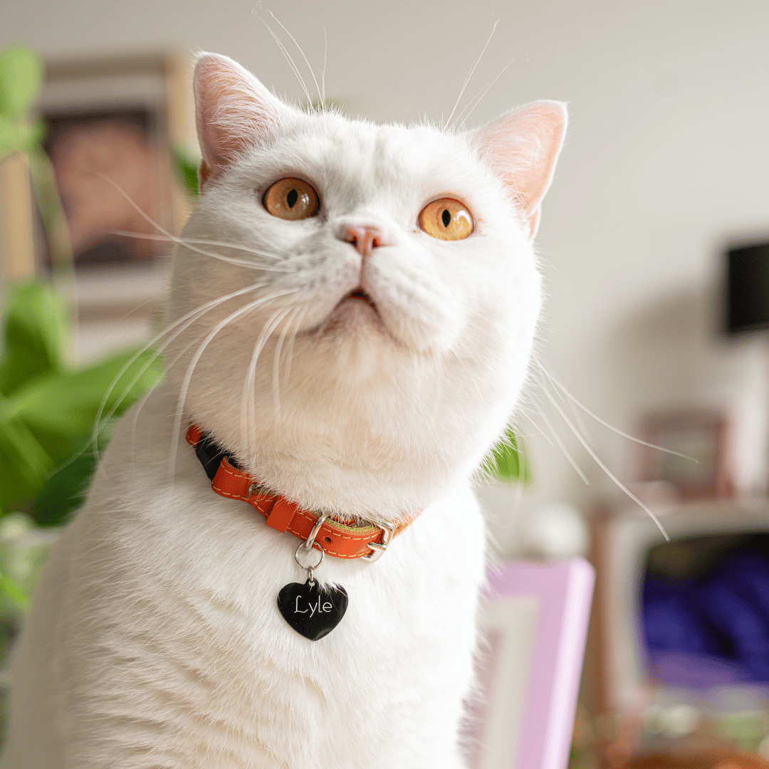 Unique cat collars and tags new arrivals