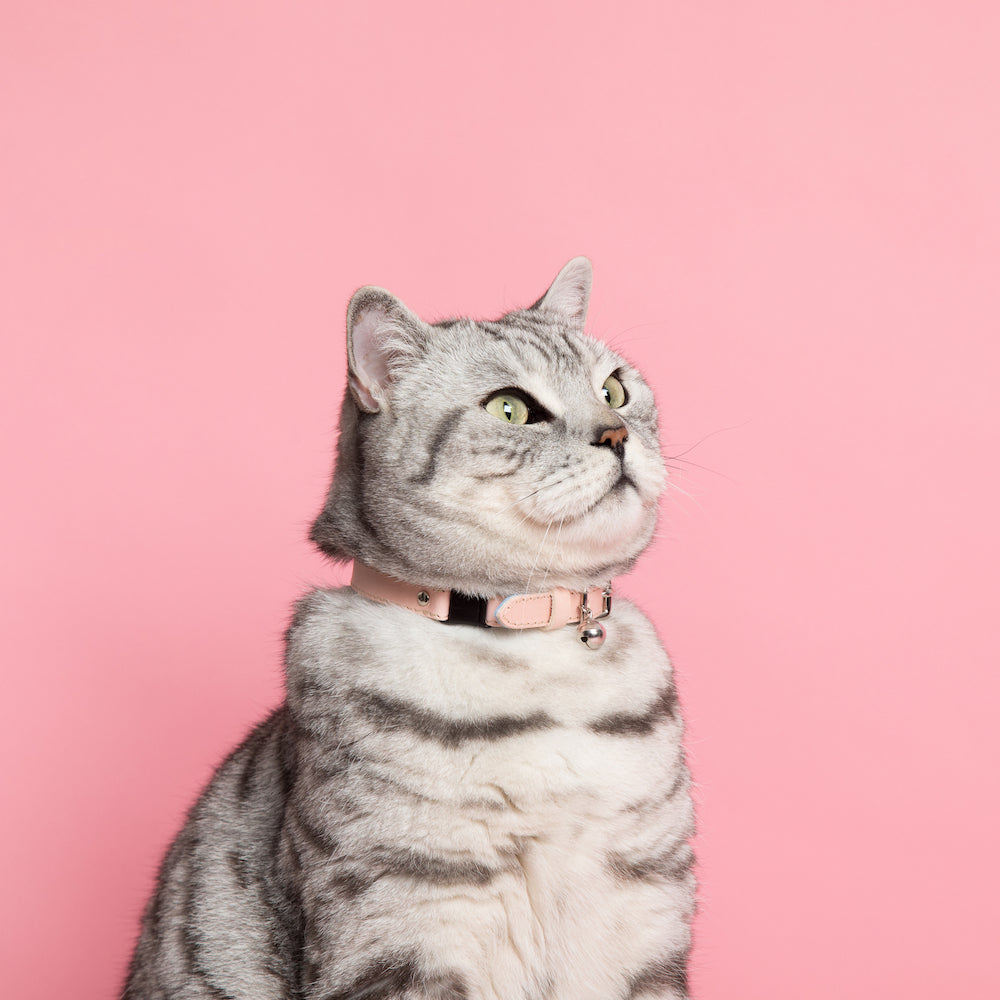 The Archive: Candyfloss Cat Collar (Petite Only)