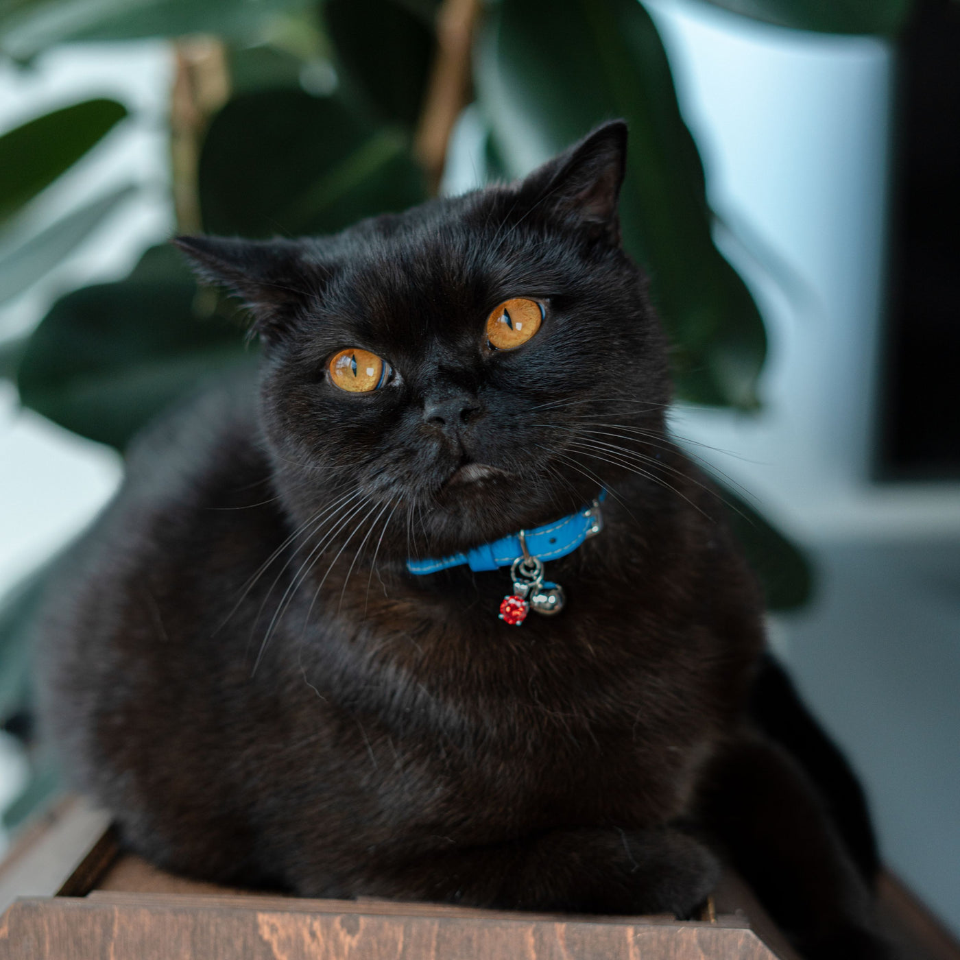 Louis Wain - Electric Blue Cat Collar