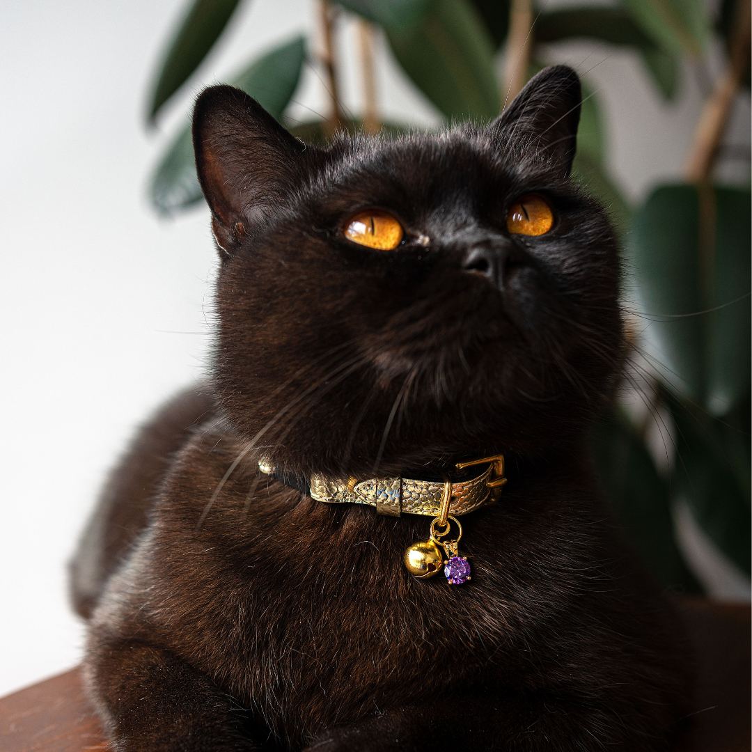 The 'Caspian' Caviar Cat Collar