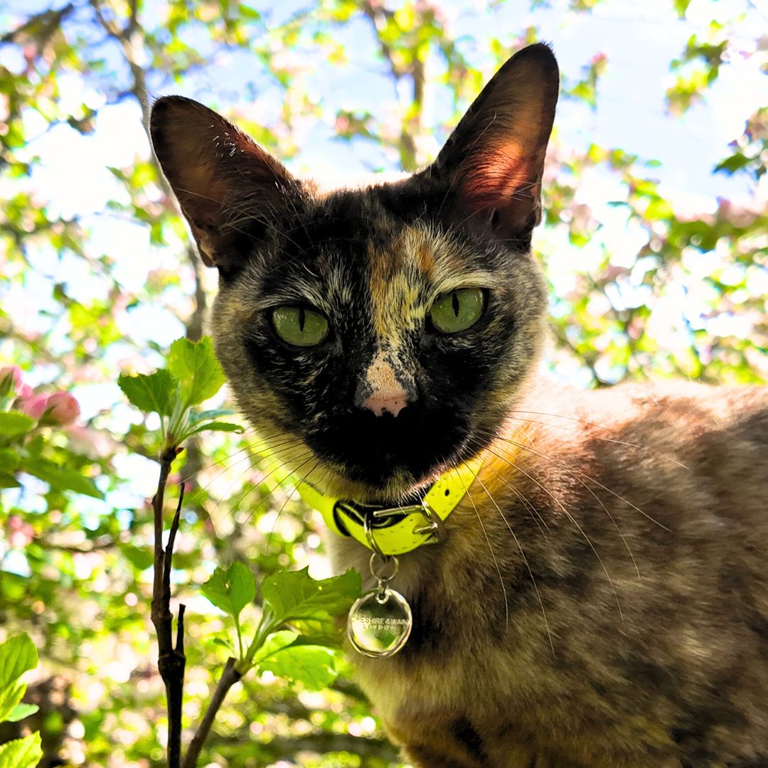 Neon Yellow - Reflective Cat Collar