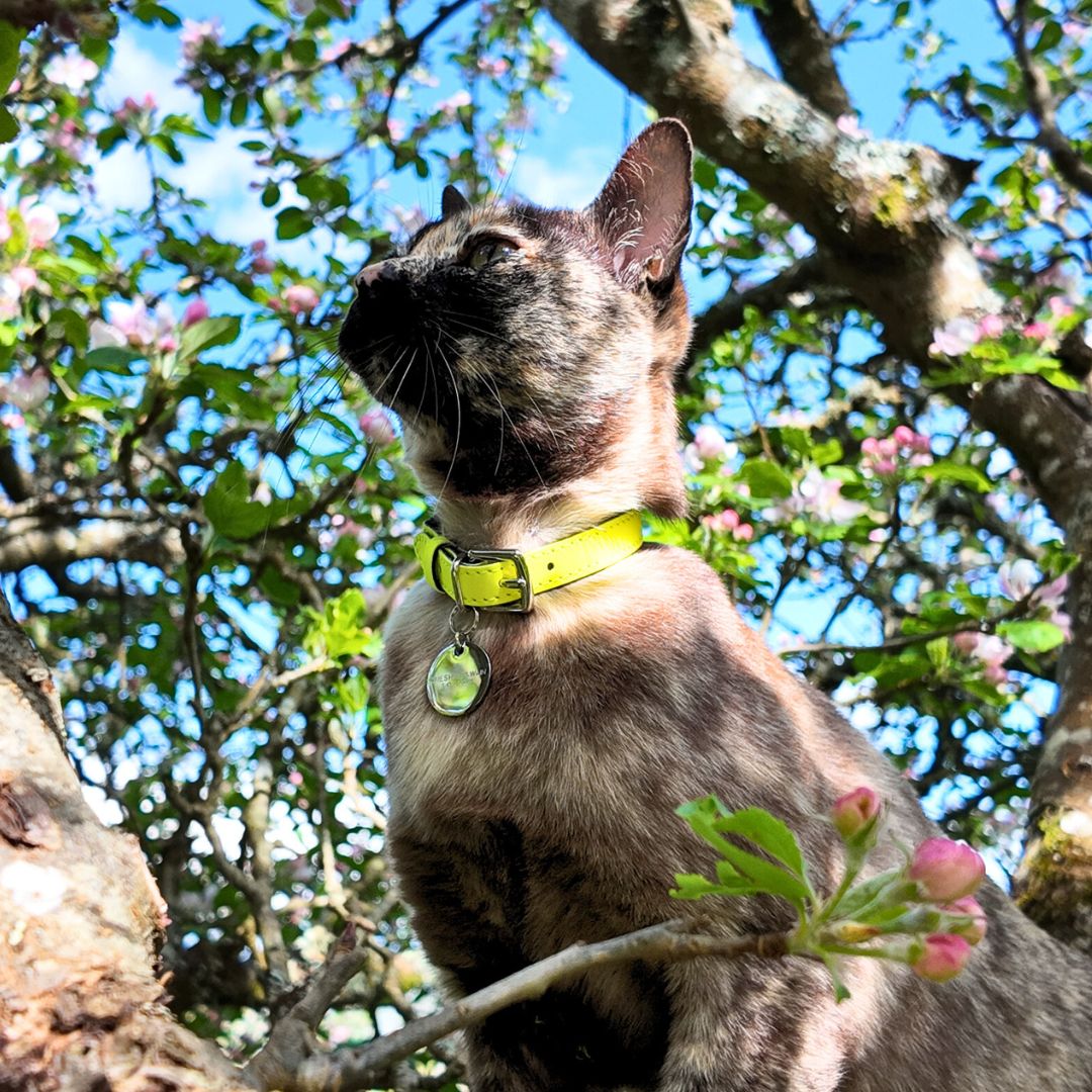 Neon Yellow - Reflective Cat Collar