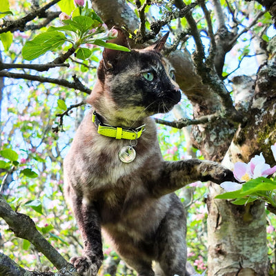 Neon Yellow - Reflective Cat Collar